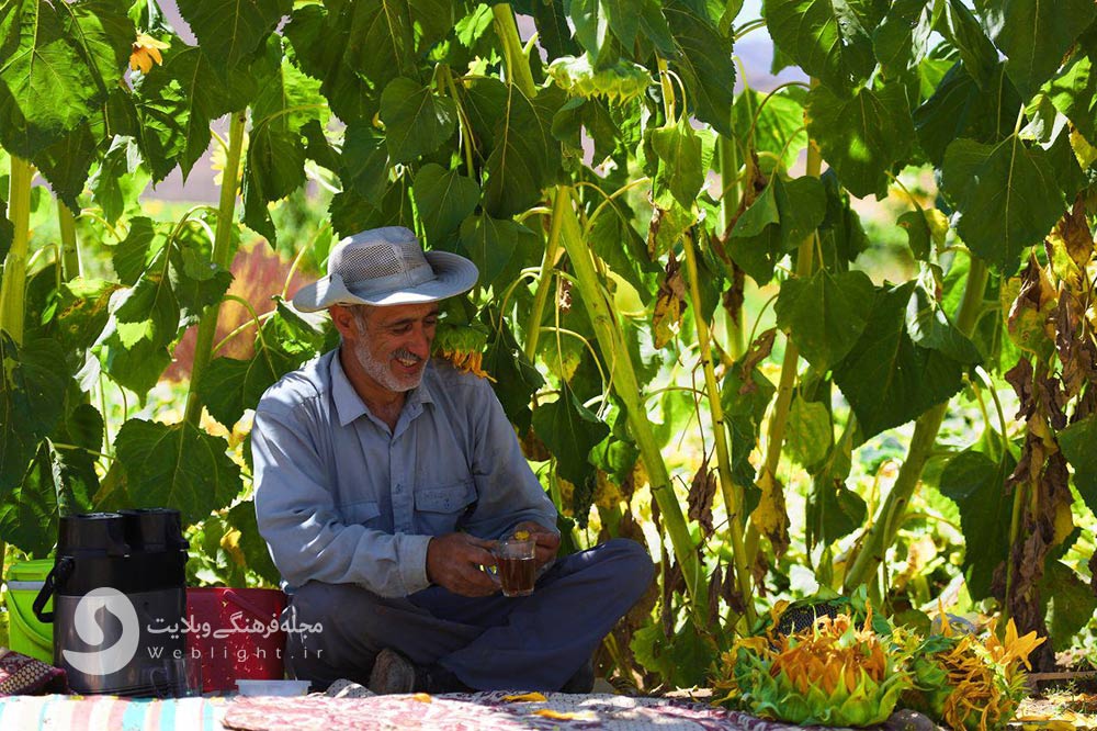 گل آفتابگردان